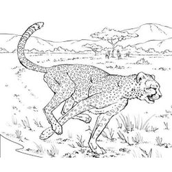 Leopardo #5802