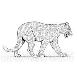 Leopardo #5803