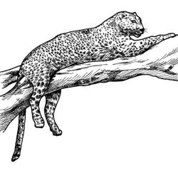 Leopardo #5804