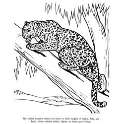 Leopardo #5805