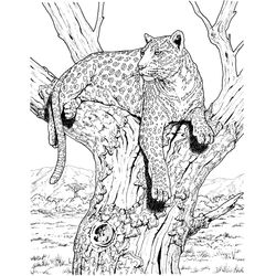 Leopardo #5809