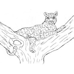 Leopardo #5810