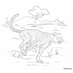 Leopardo #5812