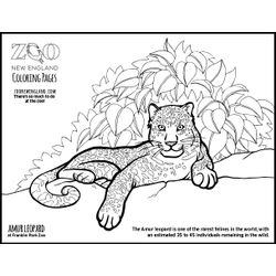 Leopardo #5814