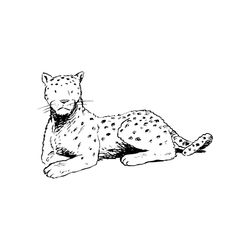 Leopardo #5818