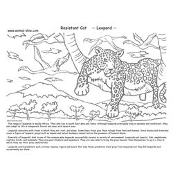 Leopardo #5821