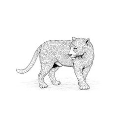 Leopardo #5823