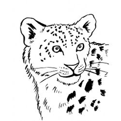 Leopardo #5824
