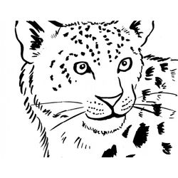Leopardo #5825