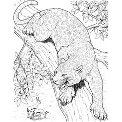 Leopardo #5827
