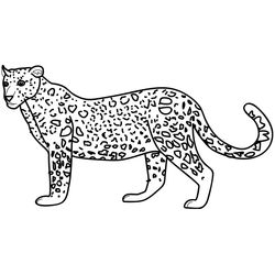 Leopardo #5833