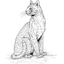 Leopardo #5834