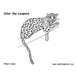 Leopardo #5842