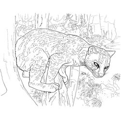 Leopardo #5847