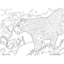 Leopardo #5852