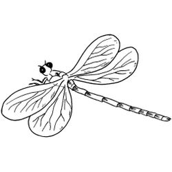 Libélula #5865