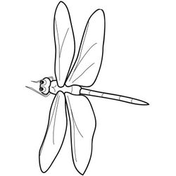 Libélula #5867