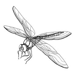 Libélula #5875