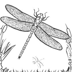 Libélula #5884