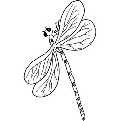 Libélula #5886