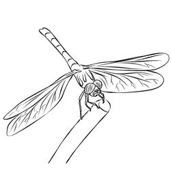 Libélula #5890