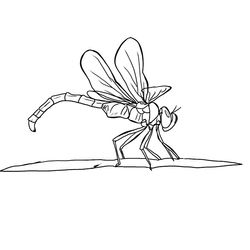 Libélula #5897