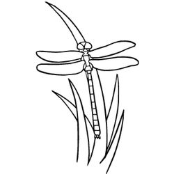 Libélula #5900