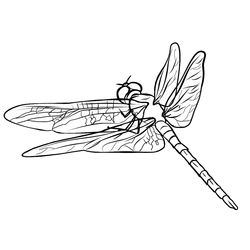 Libélula #5901