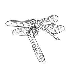 Libélula #5902