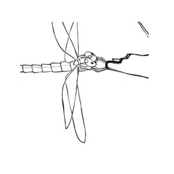 Libélula #5906