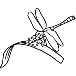 Libélula #5907