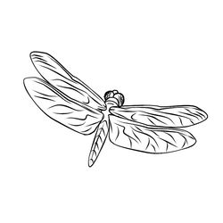 Libélula #5911