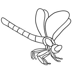 Libélula #5912