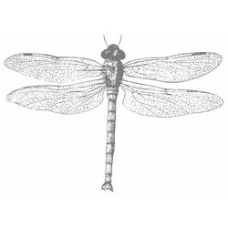 Libélula #5916