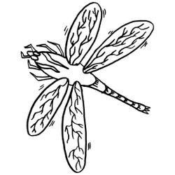Libélula #5922