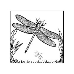 Libélula #5924