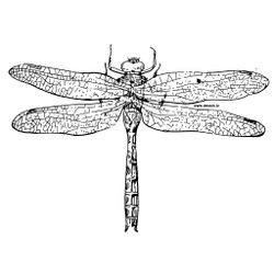 Libélula #5927