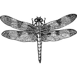 Libélula #5933