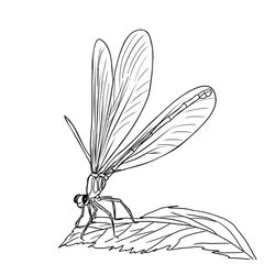 Libélula #5941