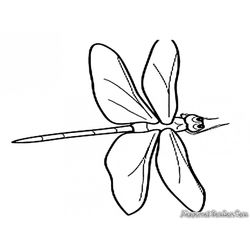 Libélula #5949