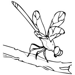 Libélula #5955