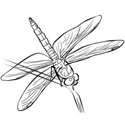 Libélula #5961