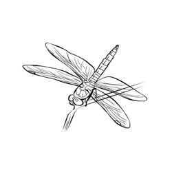 Libélula #5966