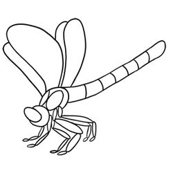 Libélula #5968