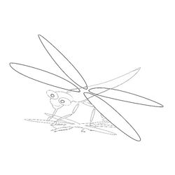 Libélula #5972