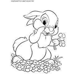 Liebre #5997