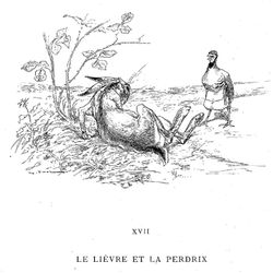 Liebre #6010