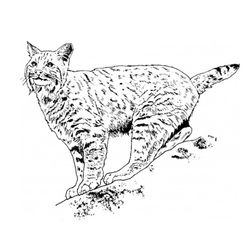 Lince #6055