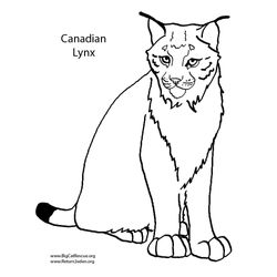Lince #6056
