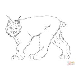 Lince #6058